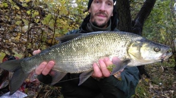 Asps on Spinmad lures