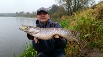 Pikes on Spinmad lures