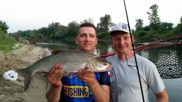 Asps on Spinmad lures