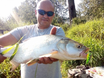 Asps on Spinmad lures