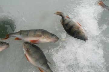 ICE SPOONS WITH DOUBLE HOOKS