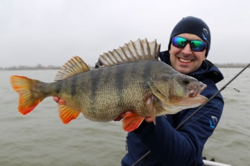 Perches on Spinmad lures