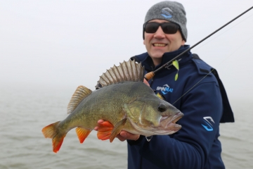 Perches on Spinmad lures