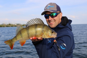 Perches on Spinmad lures