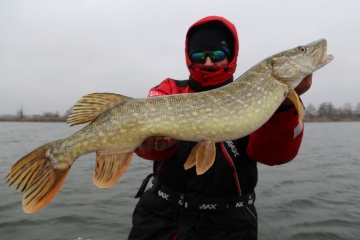 Pikes on Spinmad lures